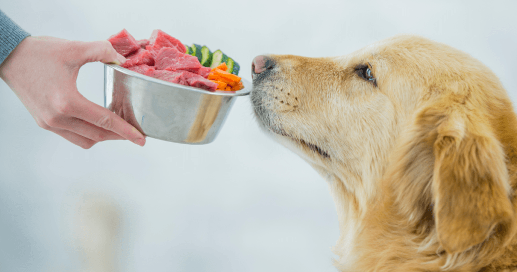 Bland Diet for Dogs