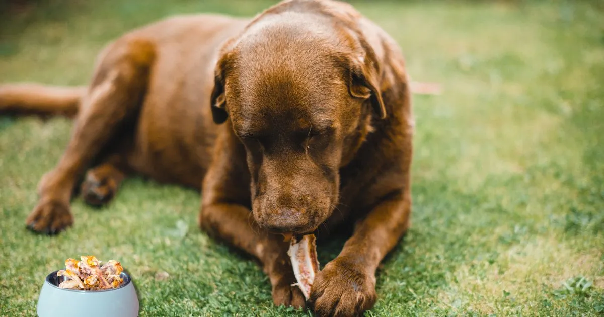 Can Dogs Eat Raw Chicken Bones?