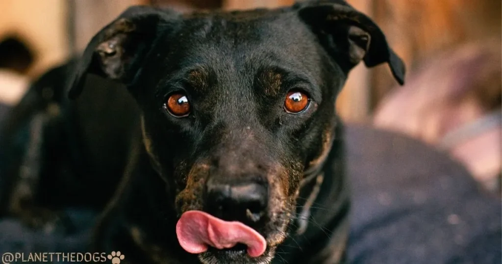 Can Dogs See Spirits, Ghosts, and Angels