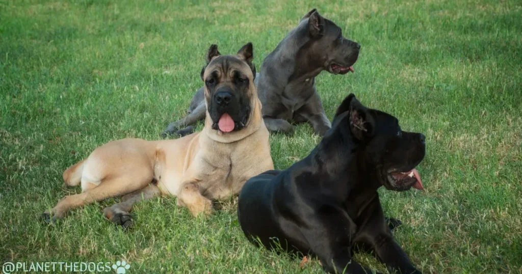 Cane Corso dog breed