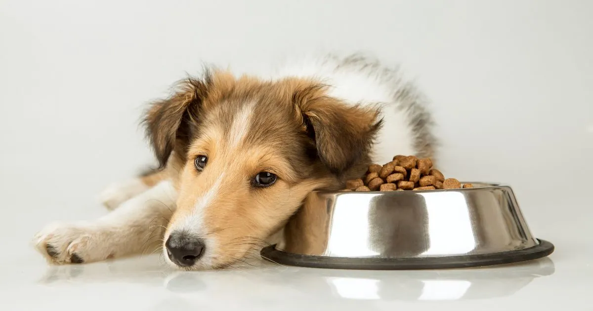 Anorexia in Dogs: