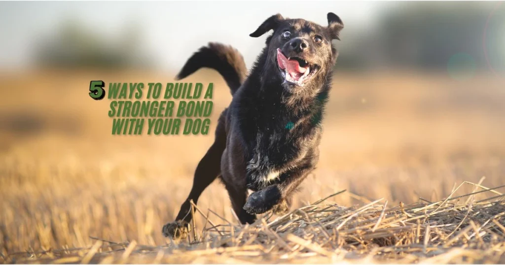 5 Proven Ways to Build a Stronger Bond with Your Dog