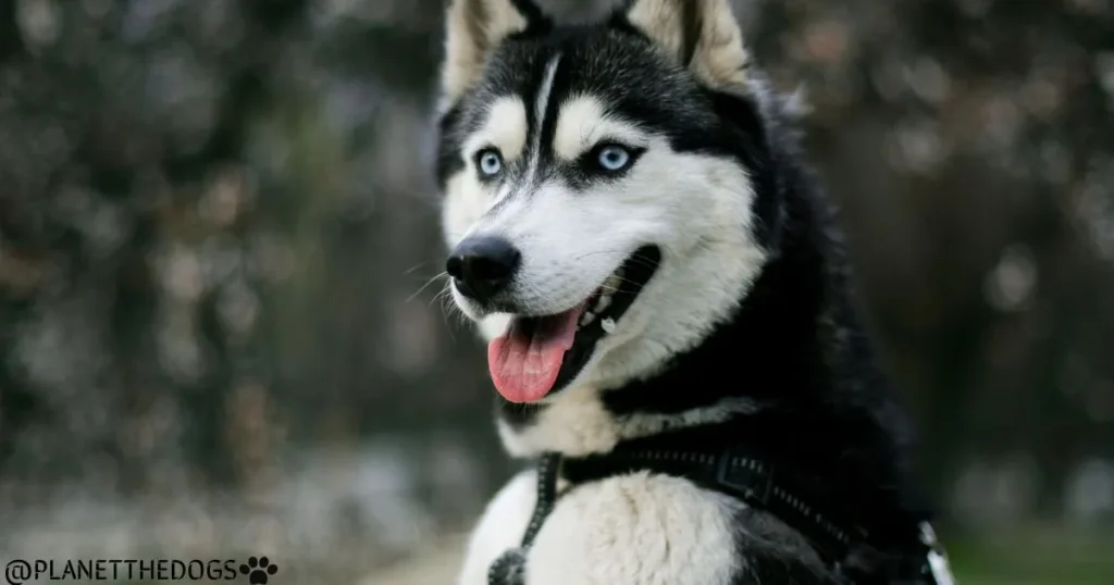 Husky Dog