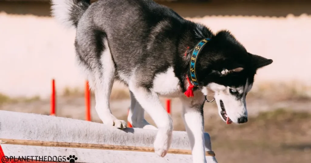 Husky Dog