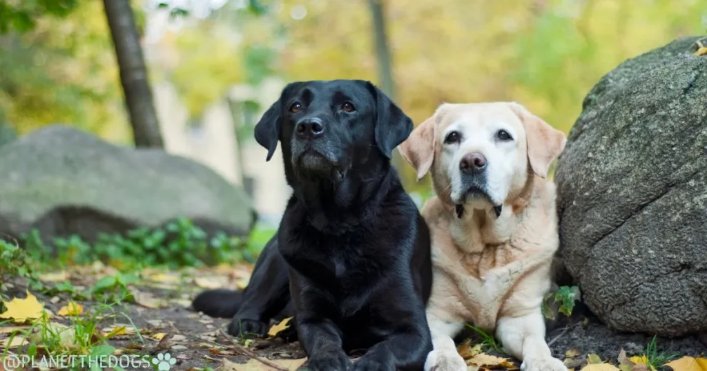 Labrador Retriever