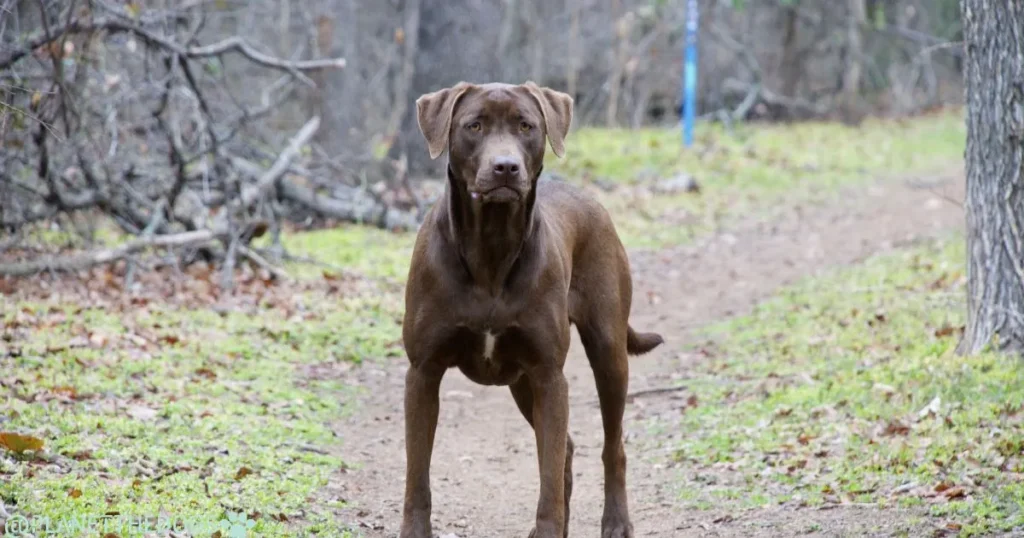 Labrador Retriever