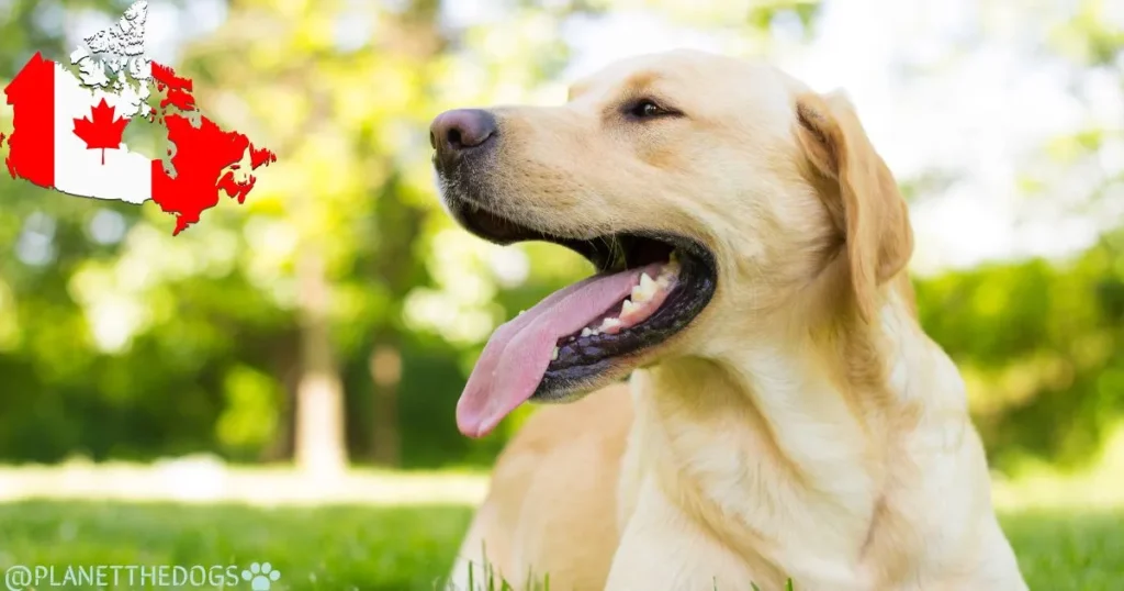 Labrador Retriever