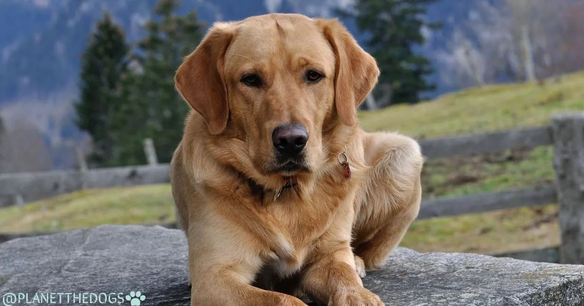 Labrador Retriever