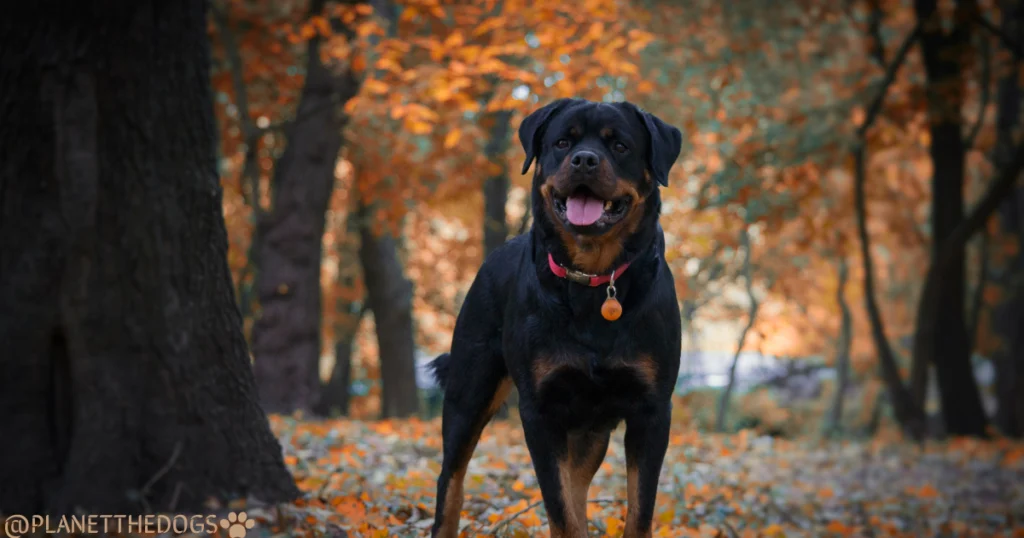 Rottweiler Breed Guide