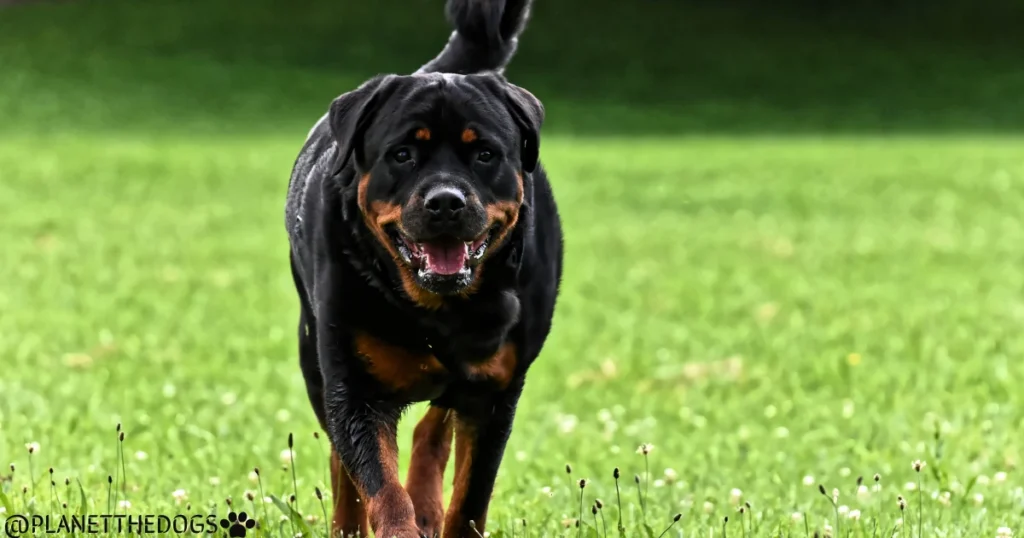 Rottweiler Breed Guide (2)