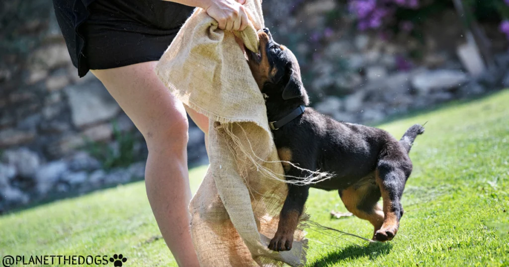 Rottweiler Breed Guide 