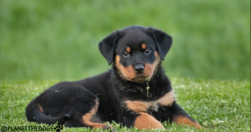 Rottweiler Breed Guide 