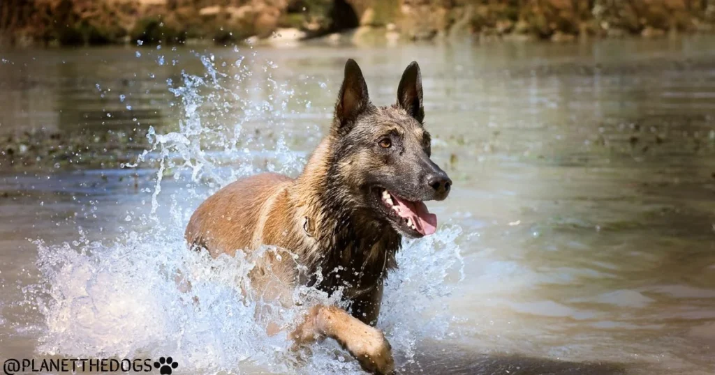 The Belgian Malinois