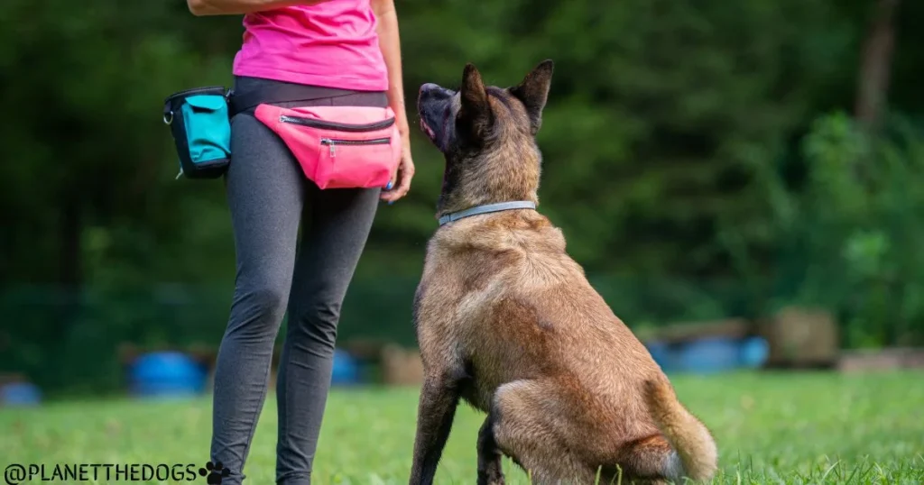 The Belgian Malinois