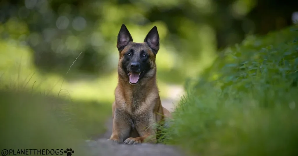 The Belgian Malinois