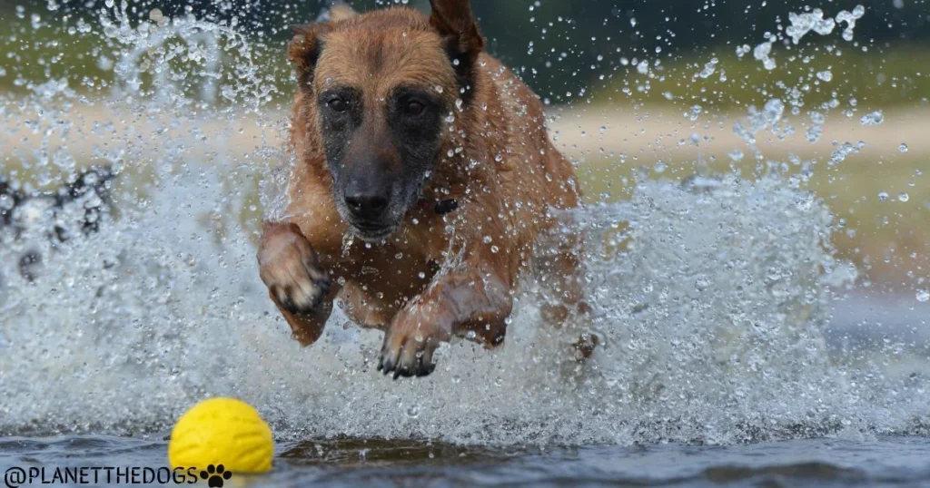 The Belgian Malinois