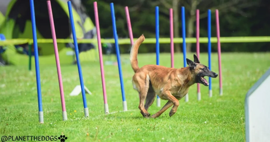 The Belgian Malinois