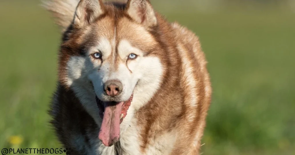 Husky Dog