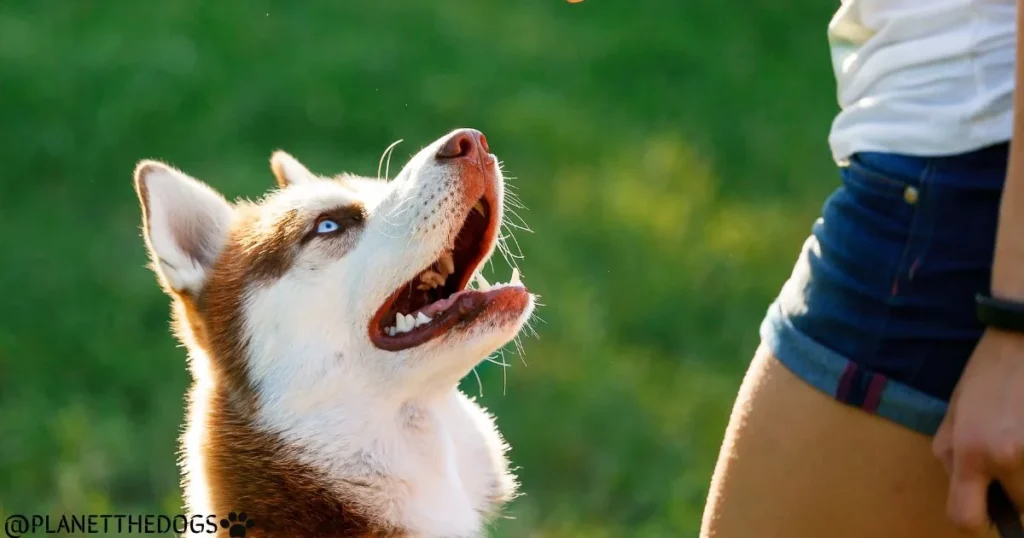 Husky Dog