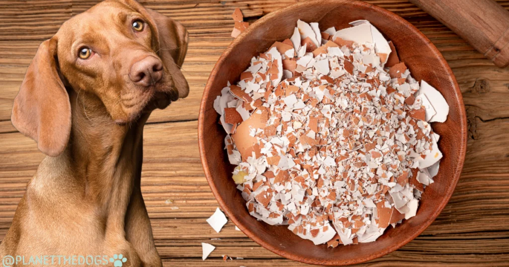 can Dogs Eat Eggshells