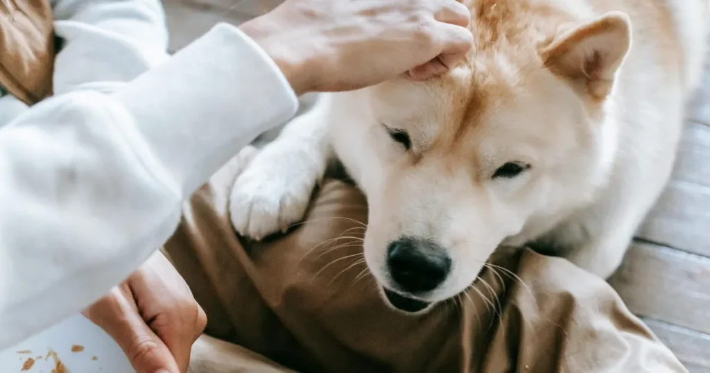 9 Unmistakable Signs Your Dog Loves You