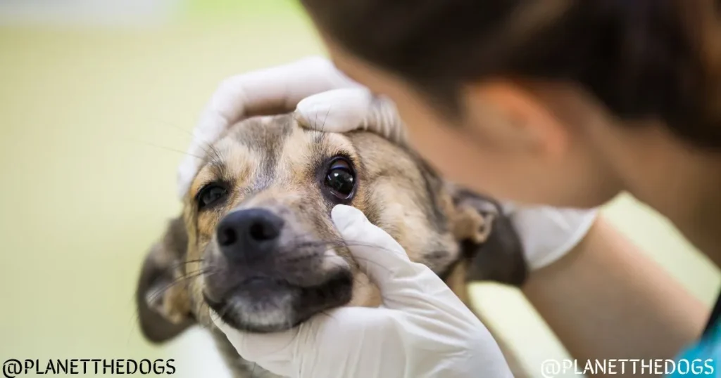 Eye Problems in Dogs