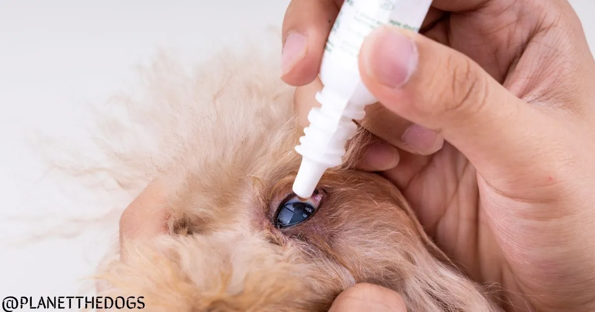 Eye Problems in Dogs