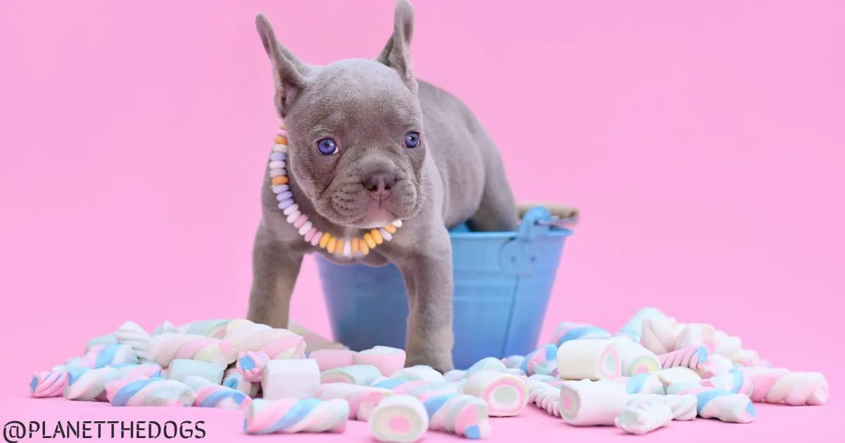 can dogs eat marshmallows