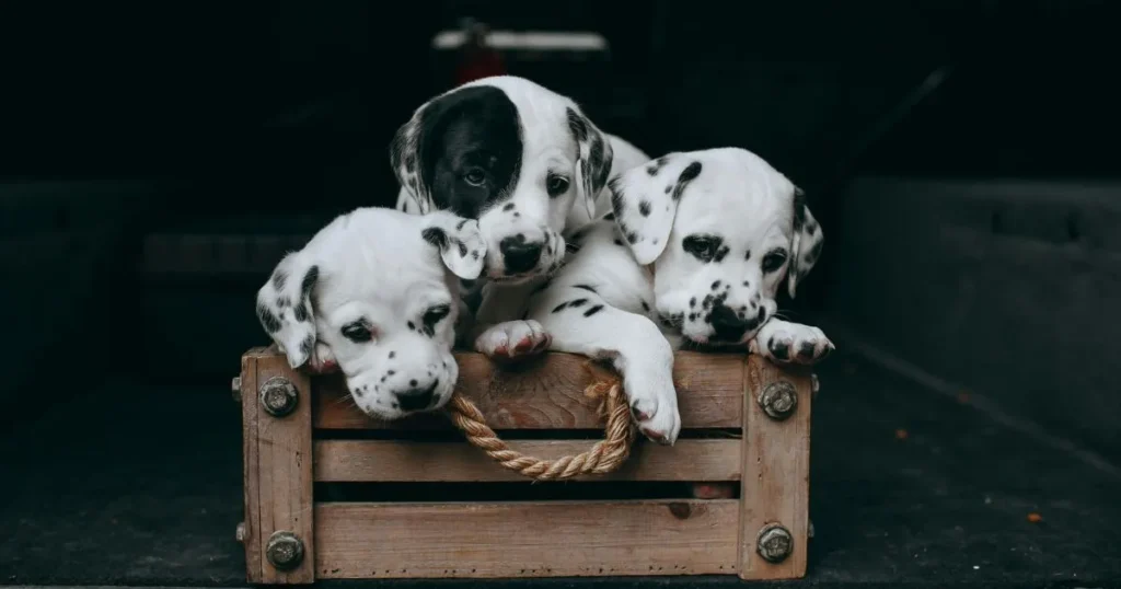 crate training a puppy at night